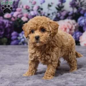 Dawn, Bich-Poo Puppy